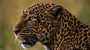 Cheetah safari