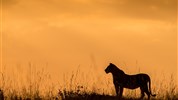 Národní park Tsavo s pobytem u moře