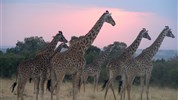 Národní park Tsavo s pobytem u moře