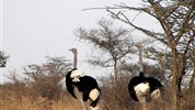 Národní park Tsavo s pobytem u moře