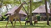 Cheetah safari - Lake Naivasha Sopa Lodge, Jezero Naivasha