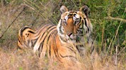 To nejlepší z Indie a tygři v Ranthambore