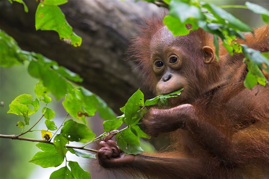 Za orangutany na Borneo