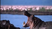 Safari s pobytem na Zanzibaru