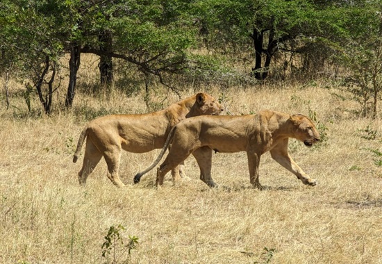 Pobyt na Zanzibaru s jednodenním safari - 