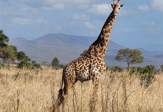 Pobyt na Zanzibaru s dvoudenním safari - 